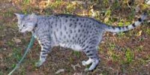 image of egyptian_mau #34