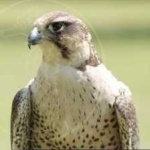 image of bird
