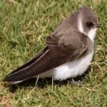 image of bird
