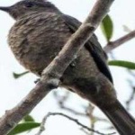 image of bird