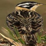 image of smiths_longspur #1