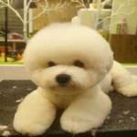 image of animal