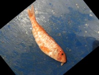 image of fish