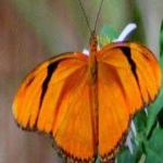 image of animal