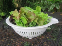 image of lettuce #0