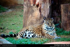 image of jaguar_car