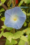 image of flower