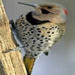 image of bird