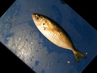 image of fish