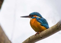 image of kingfisher