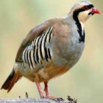 image of bird