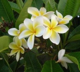 image of flower