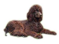 image of irish_water_spaniel #6