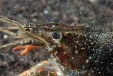 image of american_lobster