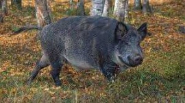 image of boar #54