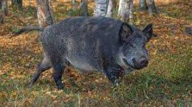 image of animal