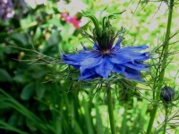 image of flower