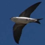 image of bird