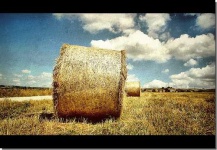 image of hay
