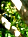 image of animal