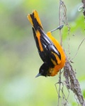 image of oriole