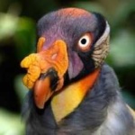 image of bird