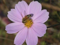 image of flower