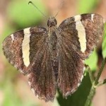 image of banded_butterfly #137