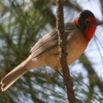 image of bird