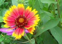 image of flower