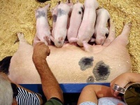 image of hog
