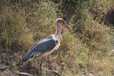 image of bustard