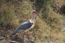 image of bustard #32