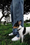 image of toy_terrier