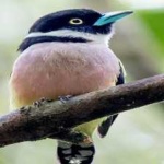 image of bird