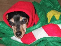 image of miniature_pinscher
