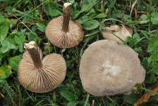 image of mushrooms