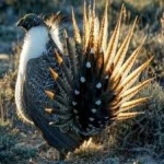 image of bird