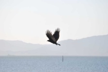 image of animal