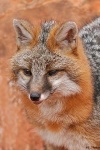image of grey_fox