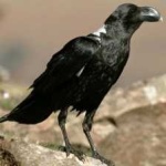 image of bird
