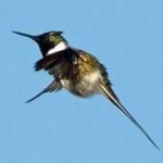 image of bird