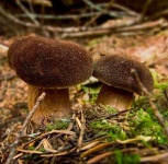 image of bolete