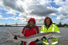 image of sturgeon