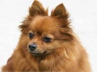 image of keeshond