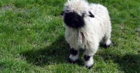 image of animal