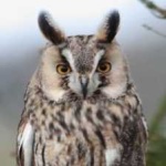 image of bird