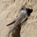 image of sand_martin