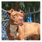 image of animal
