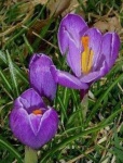 image of flower